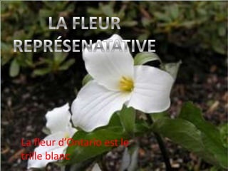 La fleur d’Ontario est le
trille blanc

 