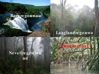Bergregenwoud Nevel(regen)woud Laaglandregenwoud Mangrovebos? 