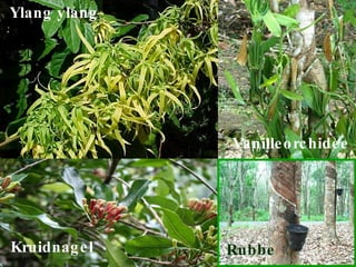 Ylang ylang Vanilleorchidee Kruidnagel Rubber 