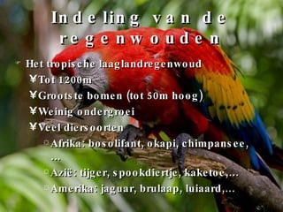 Indeling van de regenwouden Het tropische laaglandregenwoud Tot 1200m Grootste bomen (tot 50m hoog) Weinig ondergroei Veel diersoorten Afrika: bosolifant, okapi, chimpansee,… Azië: tijger, spookdiertje, kaketoe,… Amerika: jaguar, brulaap, luiaard,… 