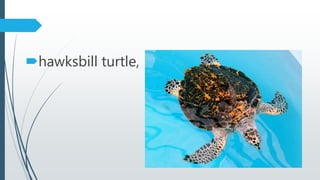 hawksbill turtle,
 