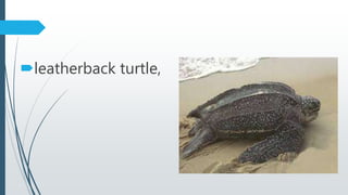 leatherback turtle,
 