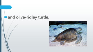and olive-ridley turtle.
 