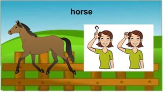 horse
 