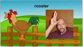 rooster
 