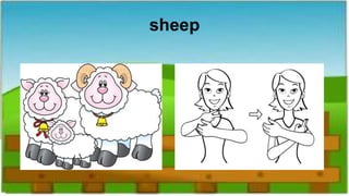 sheep
 