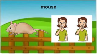 mouse
 