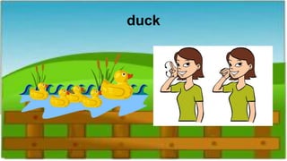 duck
 