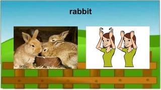 rabbit
 
