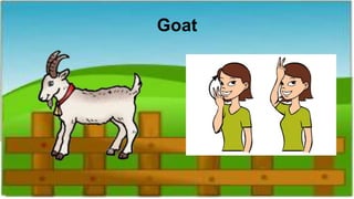 Goat
 