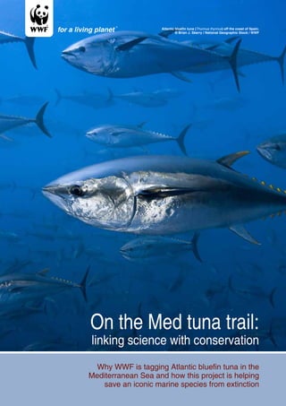 Atlantic bluefin tuna (Thunnus thynnus) off the coast of Spain.
                              © Brian J. Skerry / National Geographic Stock / WWF




On the Med tuna trail:
linking science with conservation
  Why WWF is tagging Atlantic bluefin tuna in the
Mediterranean Sea and how this project is helping
    save an iconic marine species from extinction
 