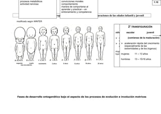 Crecimiento, desarrollo de las proporciones corporales y las transfiguraciones de las edades infantil y juvenil
Fases de desarrollo ontogenético bajo el aspecto de los procesos de evolución e involución motrices
1.10procesos metabólicos
actividad nerviosa
convicciones morales
comportamiento
manera de comportarse al
aprender y practicar – en
entrenamiento y competencia
modificado según WINTER
1A
TRANSFIGURACIÓN
niño preescolar niño escolar
 modificación de las proporciones
cabeza – tronco
 alargamiento de la cara y de las
extremidades
mujeres
hombres 4 – 6 años
2A
TRANSFIGURACIÓN
escolar juvenil
(comienzo de la maduración)
 aceleración rápida del crecimiento
(especialmente de las
extremidades y de los órganos)
mujeres 11 – 13 años
hombres 13 – 15/16 años
 
