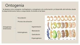 Ontogenia
Se designa como ontogenia, morfogénesis u ontogénesis a la conformación y el desarrollo del individuo desde
la etapa embrionaria hasta su etapa adulta. Se divide en las fases:
Ontogénesis
Embrionaria
Fecundación
Embriogénesis
Proceso de activación
Segmentación
Blastulación
Gastrulación
Organogénesis
 