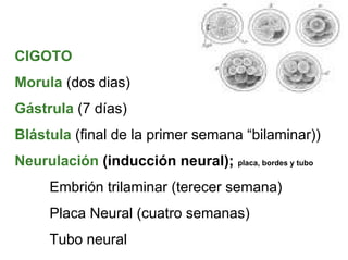 Ontogenia y Filogenia