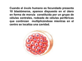 Ontogenia y Filogenia