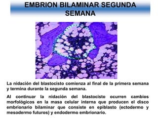 Ontogenia y Filogenia