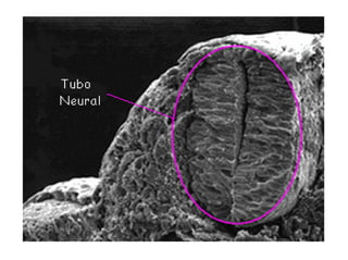 Ontogenia y Filogenia