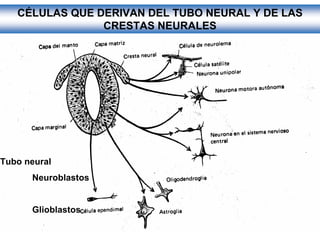 Ontogenia y Filogenia