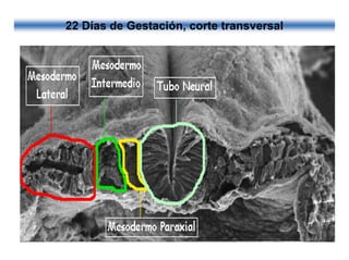 Ontogenia y Filogenia