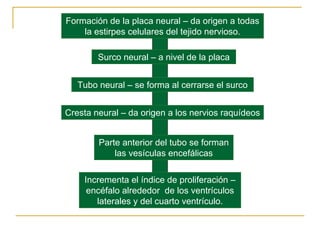 Ontogenia y Filogenia