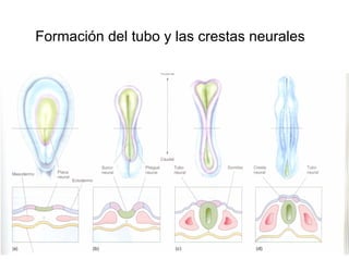 Ontogenia y Filogenia