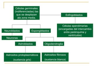 Ontogenia y Filogenia