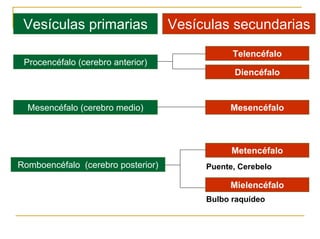Ontogenia y Filogenia