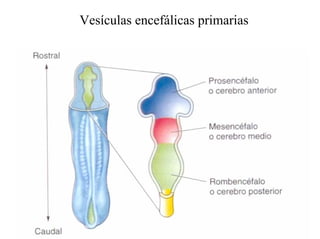 Ontogenia y Filogenia