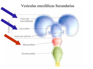 Ontogenia y Filogenia