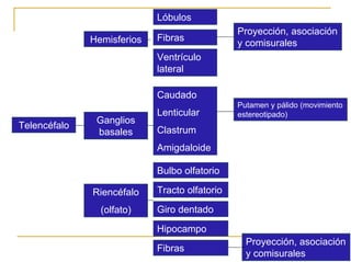 Ontogenia y Filogenia