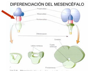 Ontogenia y Filogenia