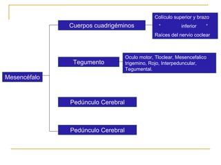 Ontogenia y Filogenia