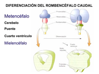 Ontogenia y Filogenia