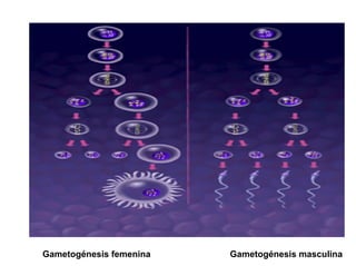 Ontogenia y Filogenia