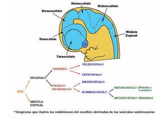 Ontogenia y Filogenia