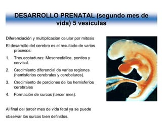 Ontogenia y Filogenia