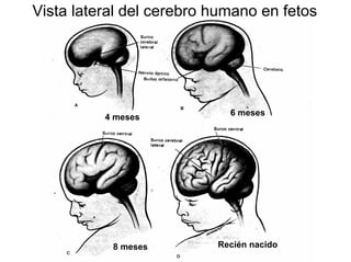 Ontogenia y Filogenia