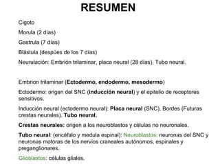 Ontogenia y Filogenia
