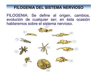 Ontogenia y Filogenia