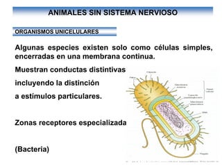 Ontogenia y Filogenia