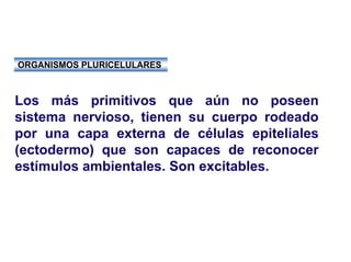 Ontogenia y Filogenia