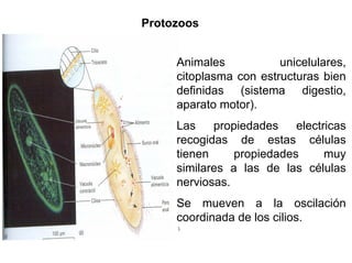 Ontogenia y Filogenia