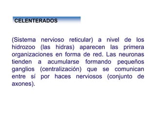 Ontogenia y Filogenia