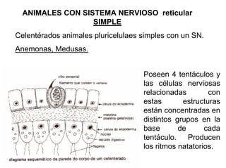 Ontogenia y Filogenia