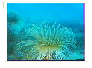 Ontogenia y Filogenia