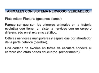 Ontogenia y Filogenia