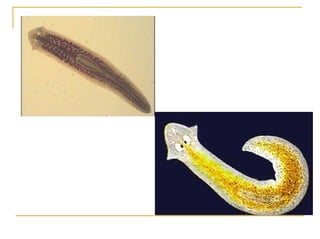 Ontogenia y Filogenia
