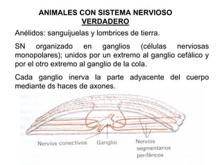 Ontogenia y Filogenia