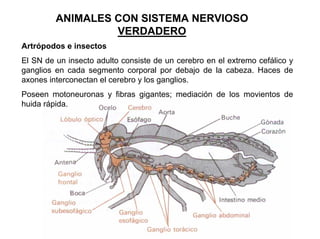 Ontogenia y Filogenia