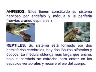 Ontogenia y Filogenia